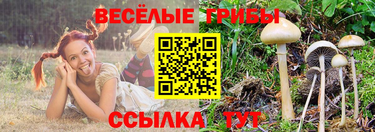 Псилоцибиновые грибы Psilocybine cubensis Муравленко